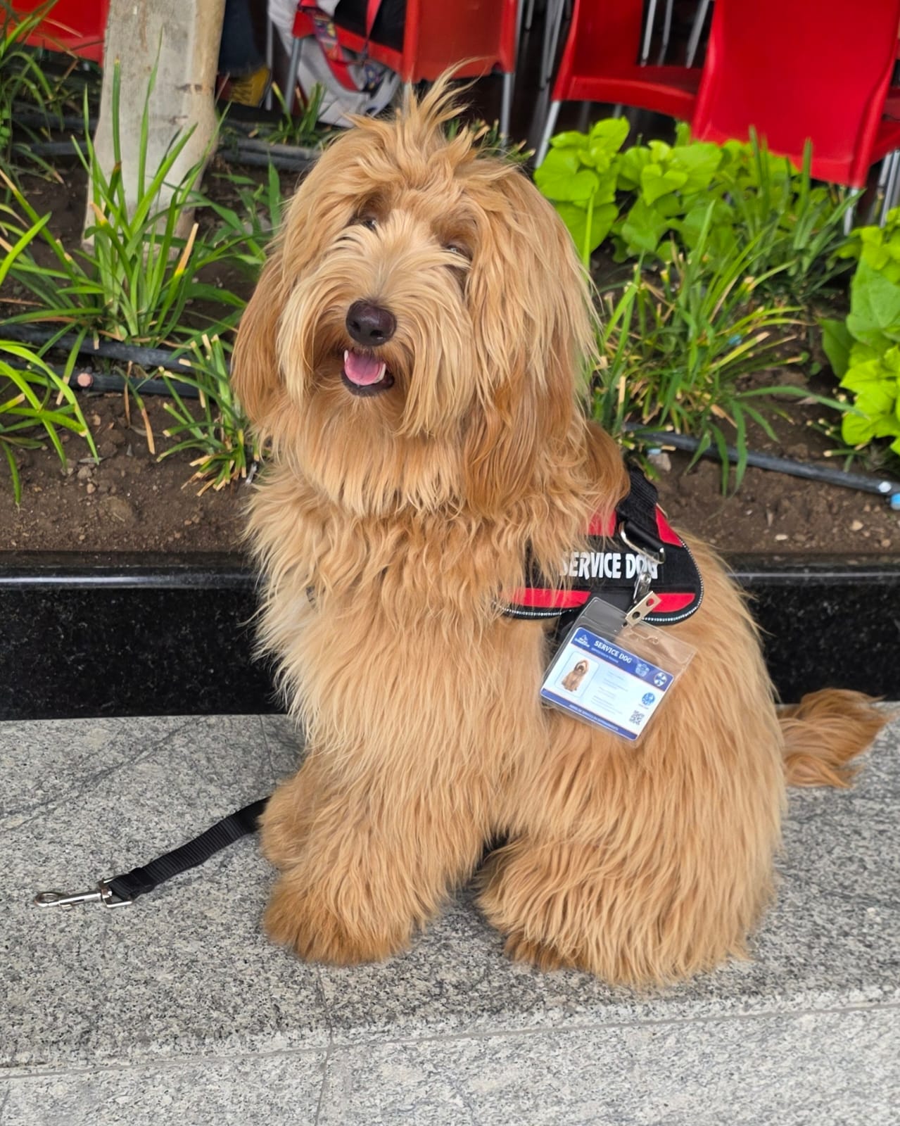 Entrenamiento de perro de asistencia